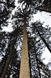Umschneiden des neuen Maibaums und Arbeiten im Wald am 06.01.2016