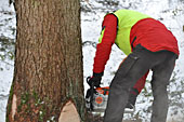 Umschneiden des neuen Maibaums und Arbeiten im Wald am 06.01.2016