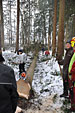 Umschneiden des neuen Maibaums und Arbeiten im Wald am 06.01.2016