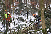 Umschneiden des neuen Maibaums und Arbeiten im Wald am 06.01.2016