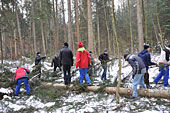 Umschneiden des neuen Maibaums und Arbeiten im Wald am 06.01.2016