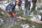 Umschneiden des neuen Maibaums und Arbeiten im Wald am 06.01.2016
