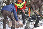 Umschneiden des neuen Maibaums und Arbeiten im Wald am 06.01.2016