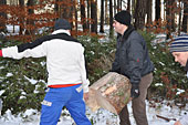 Umschneiden des neuen Maibaums und Arbeiten im Wald am 06.01.2016