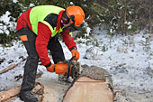 Umschneiden des neuen Maibaums und Arbeiten im Wald am 06.01.2016