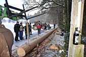 Umschneiden des neuen Maibaums und Arbeiten im Wald am 06.01.2016