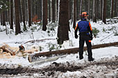 Umschneiden des neuen Maibaums und Arbeiten im Wald am 06.01.2019