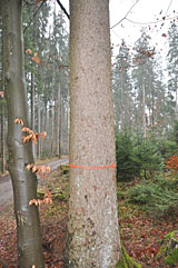 Der neue Baum